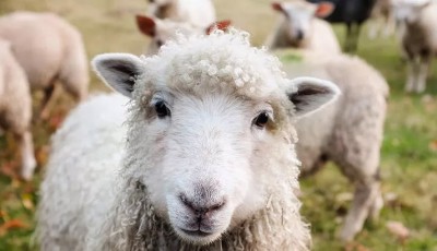 Doğru Adaklık Seçimi Nasıl Yapılır ?