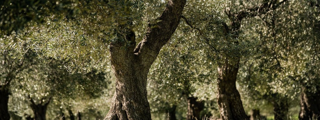 Zeytin ; Her Aşaması Emek