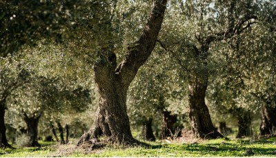 Zeytin ; Her Aşaması Emek