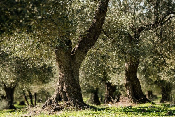 Zeytin ; Her Aşaması Emek